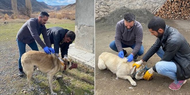 Kars’ta kuduz nedeniyle bir köy karantinaya alındı