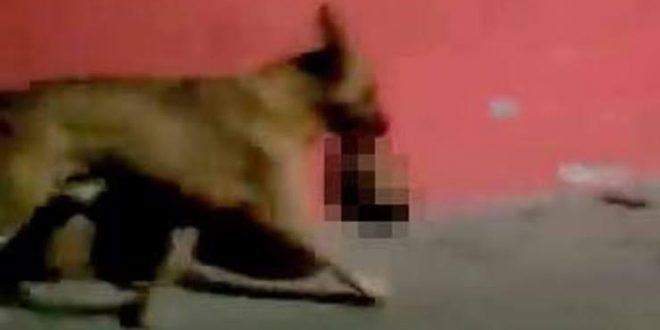 Köpek ağzında insan kafası taşırken görüntülendi!