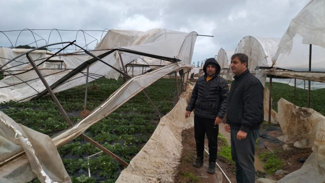 Antalya'da hortum çilek seralarını vurdu