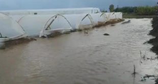 Antalya'da çilek seraları sular altında kaldı