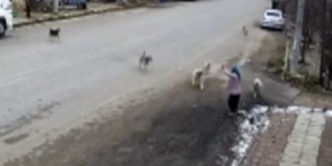 Konya'da bir kadın sokak köpeklerin saldırısından son anda kurtuldu!