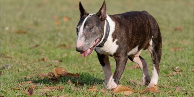 Annesine ait köpeğin saldırısına uğrayan bebek kolundan ve bacağından oldu!