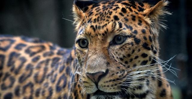 Pakistan'da şehre inen leopar korku dolu anlar yaşattı