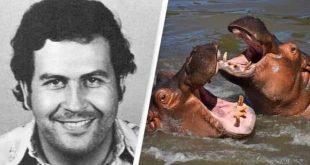 Escobar'ın su aygırları Meksika ve Hindistan yolcusu