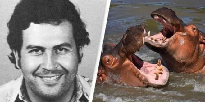 Escobar'ın su aygırları Meksika ve Hindistan yolcusu