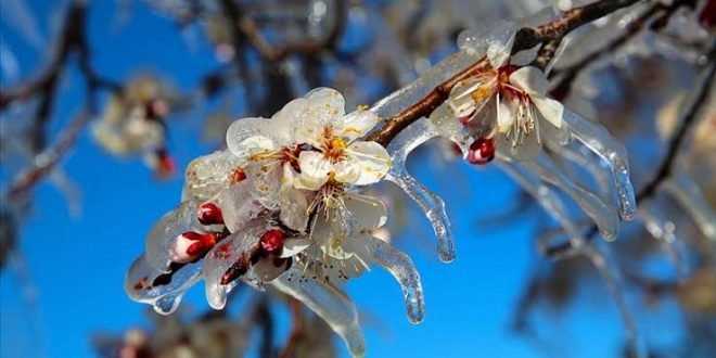 Meteorolojiden Samsun için zirai don uyarısı