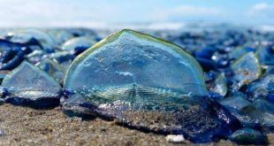 Yüzlerce velella California sahillerini istila etti