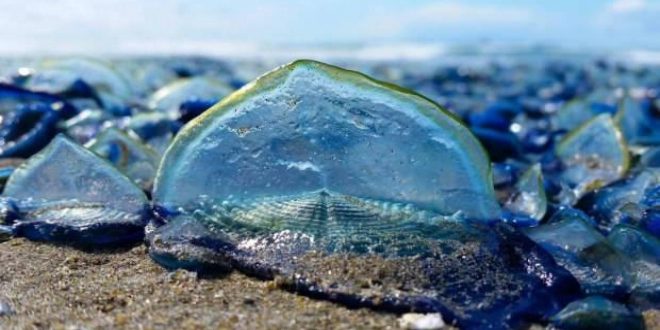 Yüzlerce velella California sahillerini istila etti