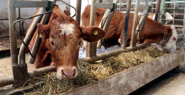 Tarım ve Orman Bakanlığından 'özel sektöre kesimlik hayvan ithalatı izni' açıklaması