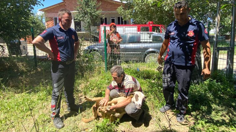 Sahibinden kaçan kurbanlık koyun iki bina arasına sıkıştı