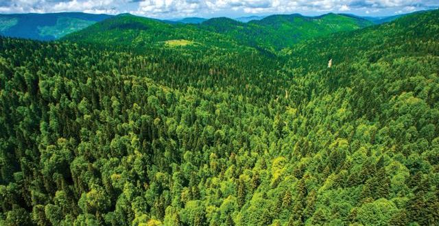 Tunceli'de ormanlarda 'ateş yakma' yasağı!