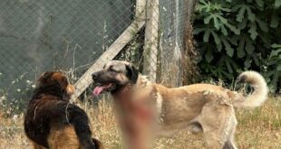 İstanbul'da korkunç köpek saldırısı!