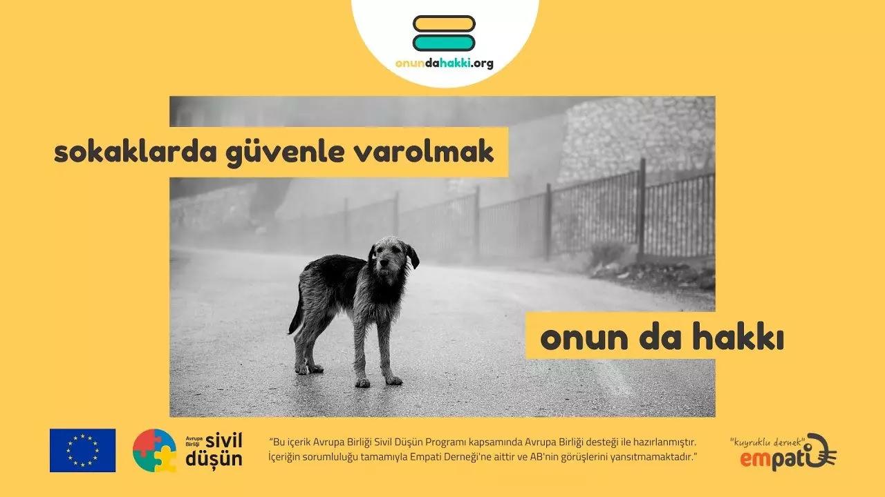 Başıboş köpeklerden bulaşan sinsi hastalık 8,8 kat arttı!