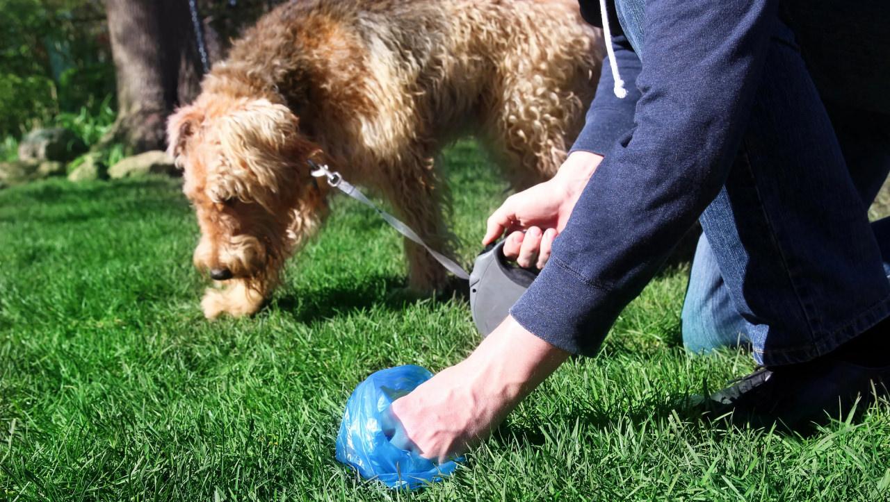 Başıboş köpeklerden bulaşan sinsi hastalık 8,8 kat arttı!