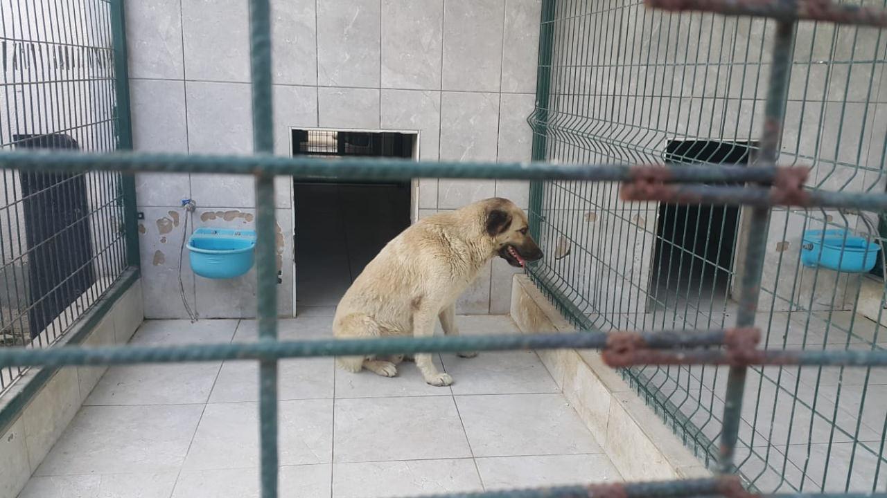 Bir başıboş sokak köpeği saldırısı daha! Küçük çocuğun yüzünü parçaladı