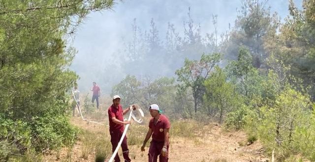 Eskişehir'de orman yangını