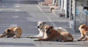 İstanbul Valisi Gül'den 'sokak köpeği' talimatı!