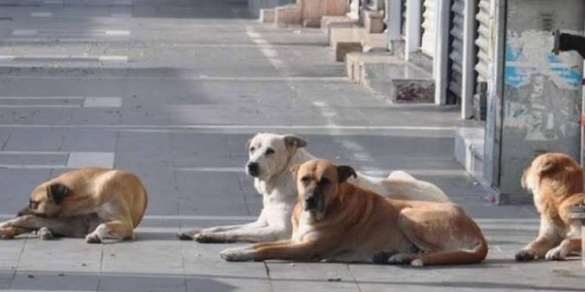 İstanbul Valisi Gül'den 'sokak köpeği' talimatı!