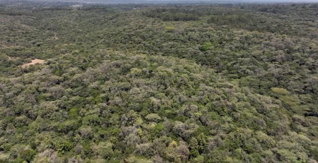 Kenya'da ağaç kesme yasağı seneler sonra kaldırıldı