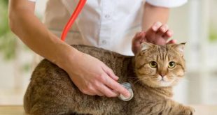 Polonya'da 29 kedi kuş gribine yakalandı