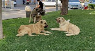 Sokak köpeği tarafından ısırılan genç mimardan kötü haber