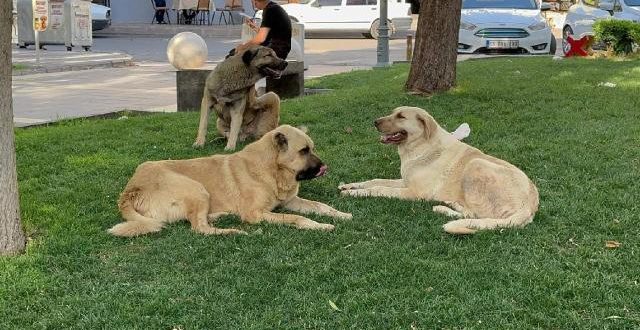 Sokak köpeği tarafından ısırılan genç mimardan kötü haber