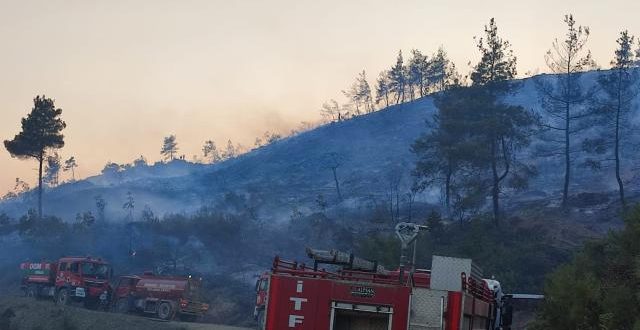 Bilecik'te orman yangını çıktı