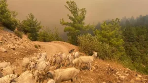 Çanakkale saatlerdir yanıyor; 9 köy boşaltıldı