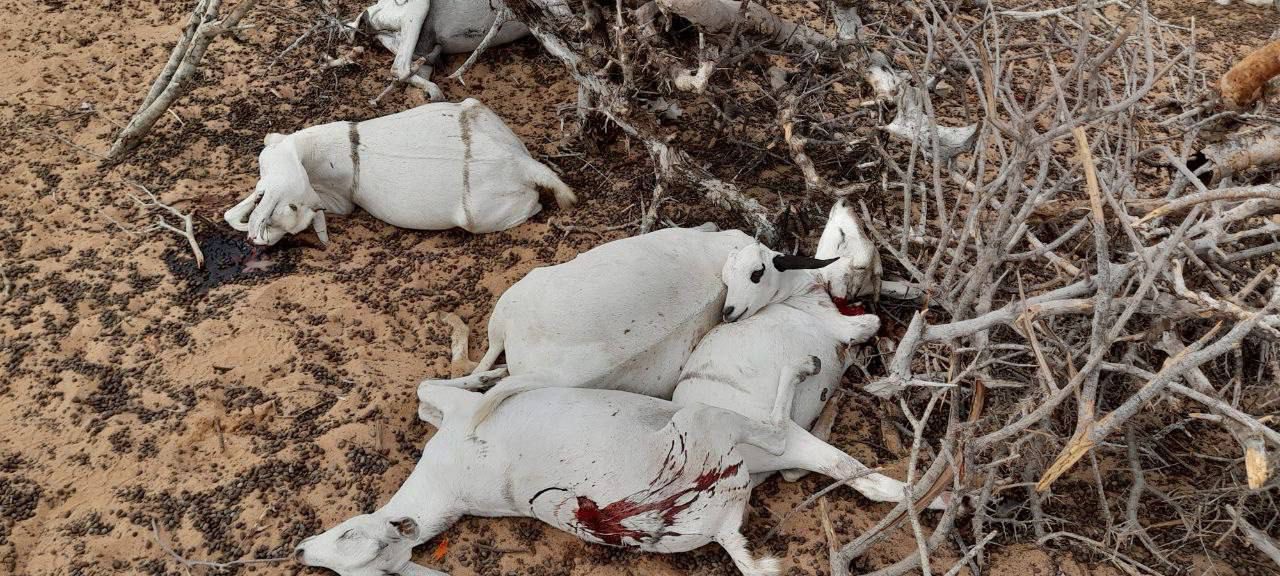 Hiç bir hakkın geçerli olmadığı ülke: Somali