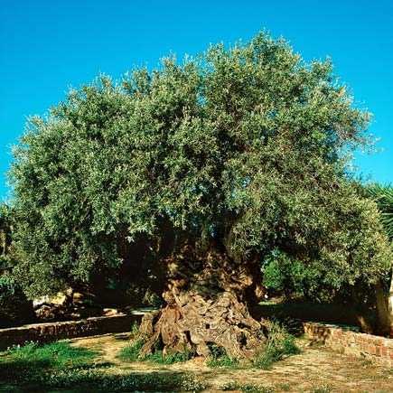 İsrail, Lübnan'ın 40 bin zeytin ağacını yaktı!