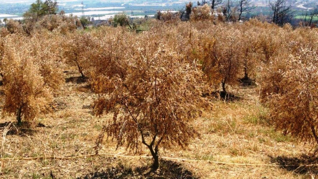 İsrail, Lübnan'ın 40 bin zeytin ağacını yaktı!