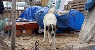 7 Yasindaki Cocuk Kopek Saldirisinda Agir Yaralandi