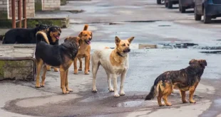 sokak kopeklerine egitim nasil verilir